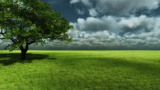 独立倔强成长草地大树免抠