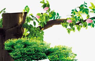 翠绿的大树免抠