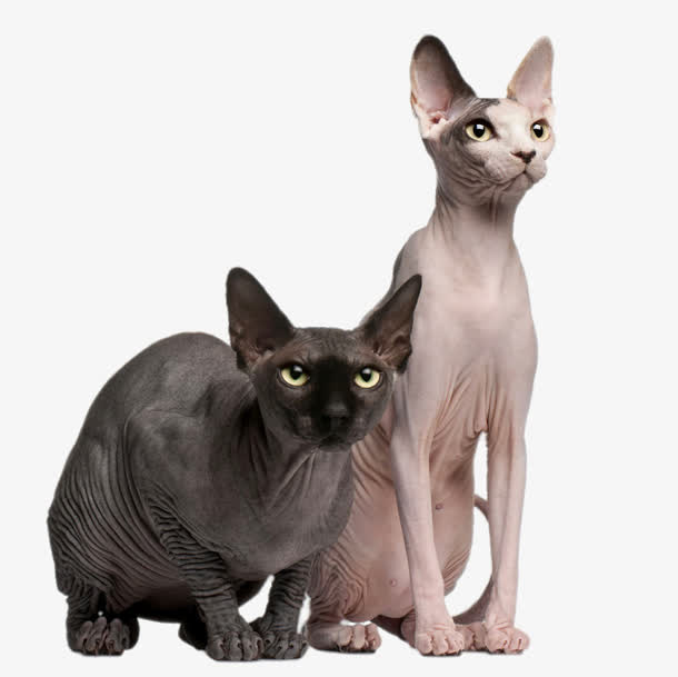 黑色和白色的无毛猫免抠