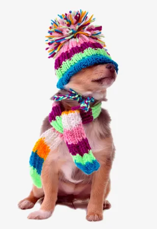 戴着围巾的小狗免抠