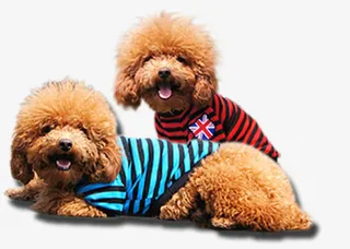 可爱的小狗免抠