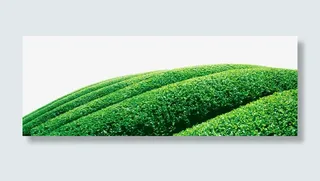 茶叶梯田绿色png免抠