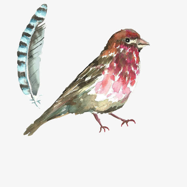 小鸟羽毛免抠