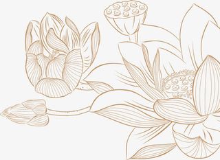 黄色线条荷花莲子免抠