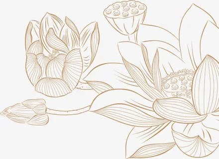 黄色线条荷花莲子免抠 黄色线条荷花莲子免抠