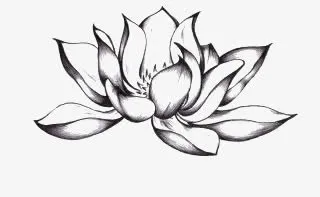 荷花免抠