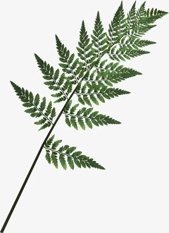 铁线蕨免抠
