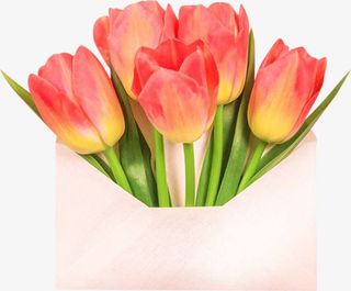 母亲节  信封 花束免抠