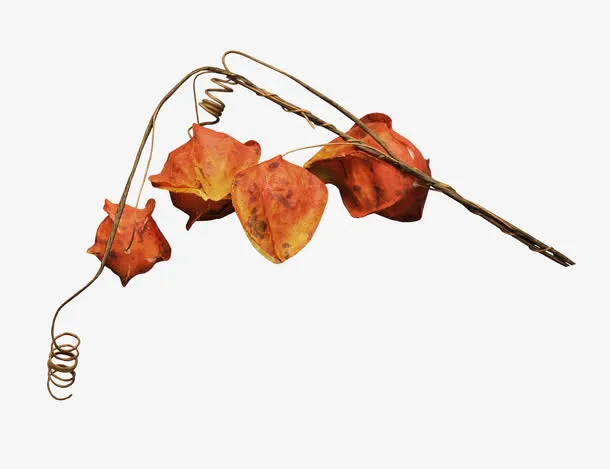 漂亮枯枝枯叶免抠