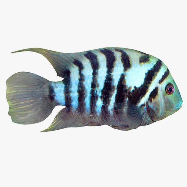 鱼免抠