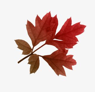 一片红色树叶免抠