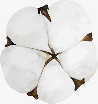 农作物棉花花朵图免抠