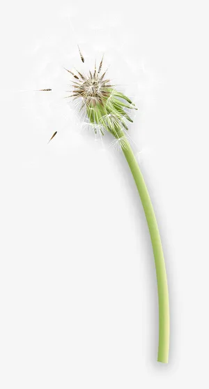 漂浮白色蒲公英免抠