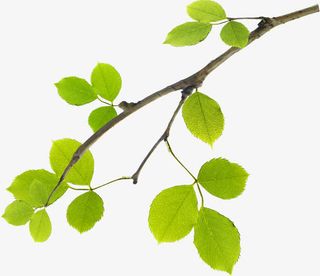 春季清新绿叶树枝创意装饰免抠