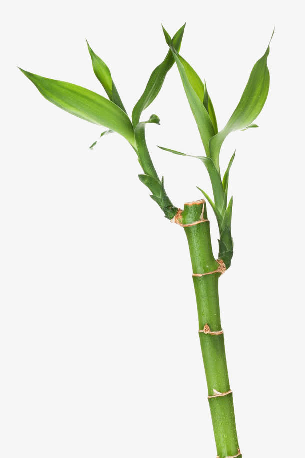清新富贵竹免抠素材免抠