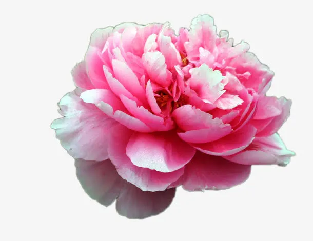 花4免抠