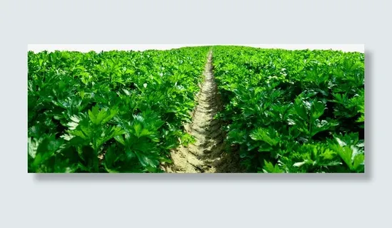 菜园蔬菜大棚种植免抠