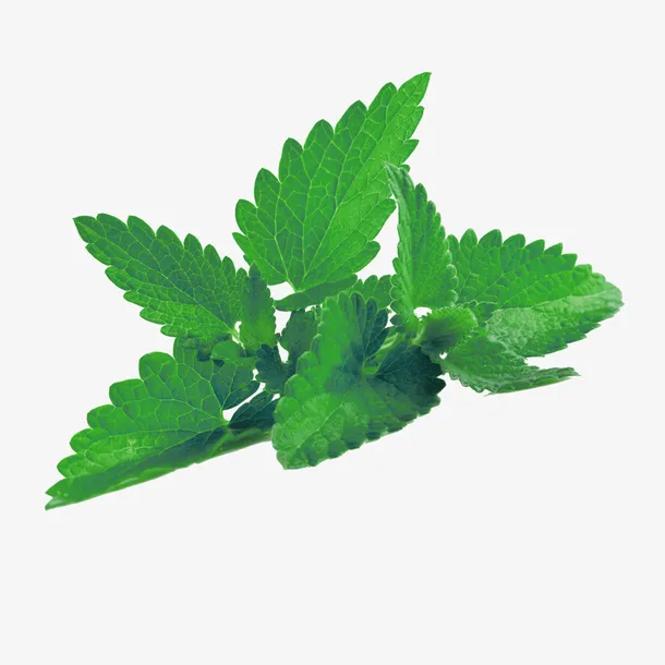 郁郁葱葱的树叶免抠
