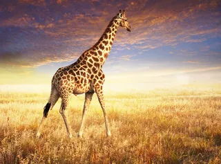 动物乐园奇幻海报设计高清