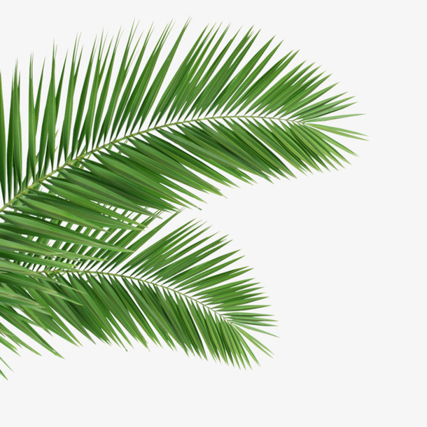 树叶PNG，背景类型