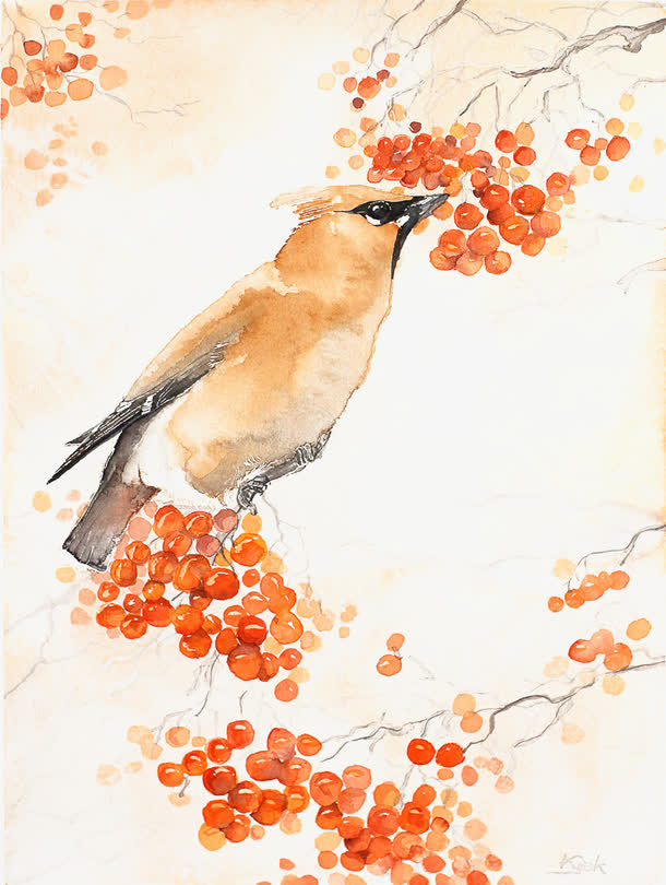 彩绘小鸟免抠