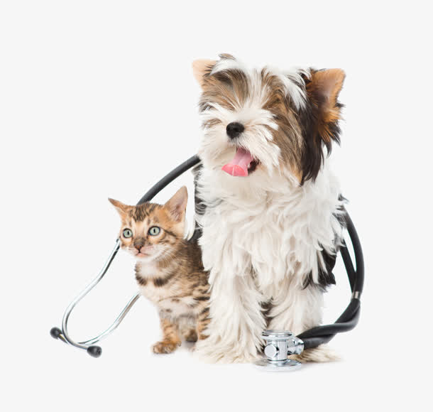可爱小狗小猫矢量图免抠