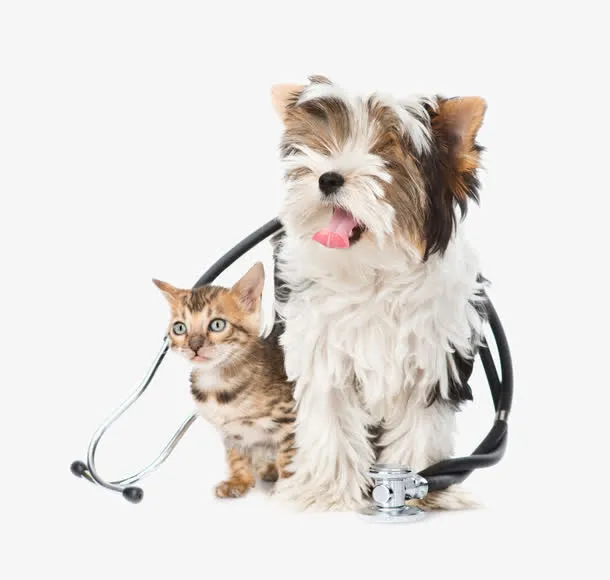 可爱小狗小猫矢量图免抠