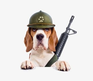 可爱的小狗素材图片免抠