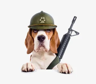 可爱的小狗素材图片免抠