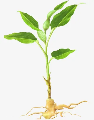 春季草绿色植物叶子免抠