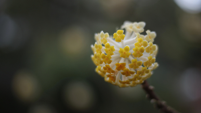 花开朵朵只为你来高清