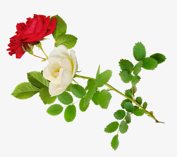 白色红色玫瑰花免抠