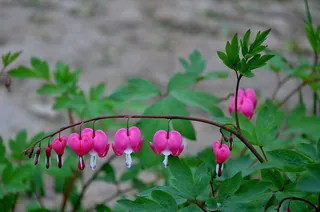 兰州荷包牡丹高清
