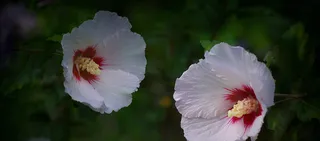 摄影两朵木槿花高清