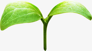 植物萌芽招聘海报免抠