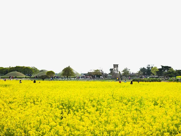 黄色背景油菜花田免抠免抠