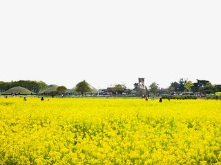 黄色背景油菜花田免抠免抠