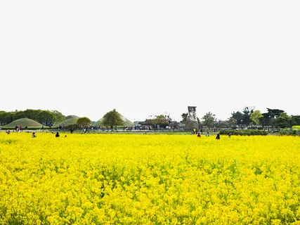 黄色背景油菜花田免抠免抠 黄色背景油菜花田免抠免抠