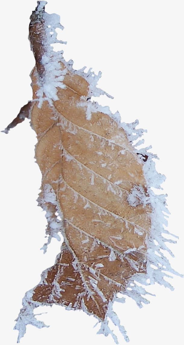白雪枯叶免抠