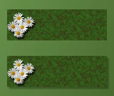 草地上的雏菊高清