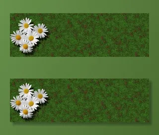 草地上的雏菊高清