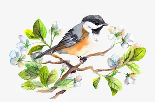 水彩画中国风鸟免抠