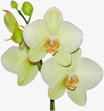 白色花枝免抠