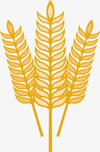 农作物小麦麦穗素材图免抠