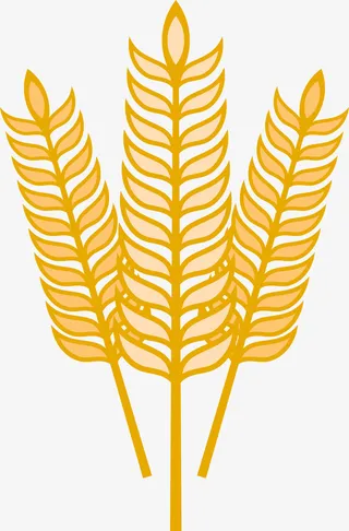 农作物小麦麦穗素材图免抠