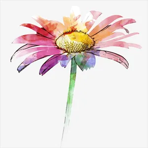 非洲菊手绘免抠