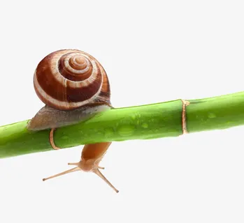竹子上的蜗牛免抠 竹子上的蜗牛免抠