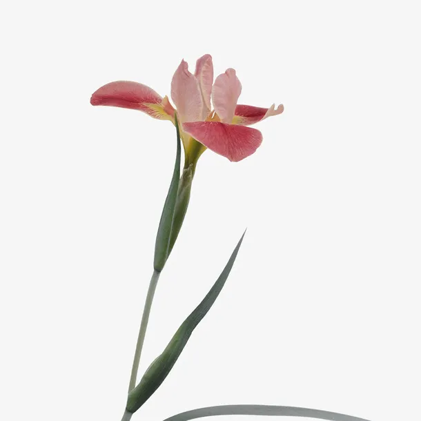 花朵免扣素材 中国风免扣元素免抠