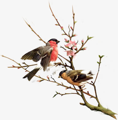 花鸟图案免抠