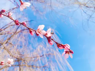 小清新桃花朵朵高清